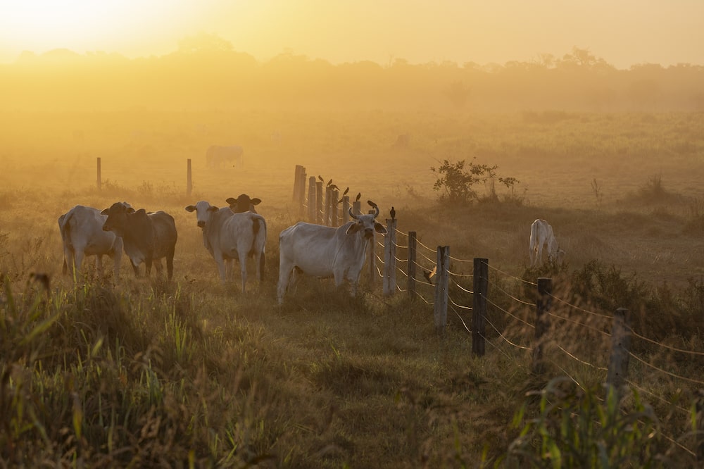 Amazonas Amazonas