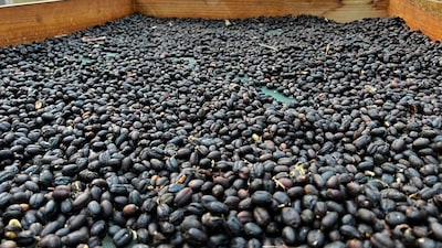 Caficultores hondureños capitalizan los desafíos climáticos de sus fincas Caficultores hondureños capitalizan los desafíos climáticos de sus fincas