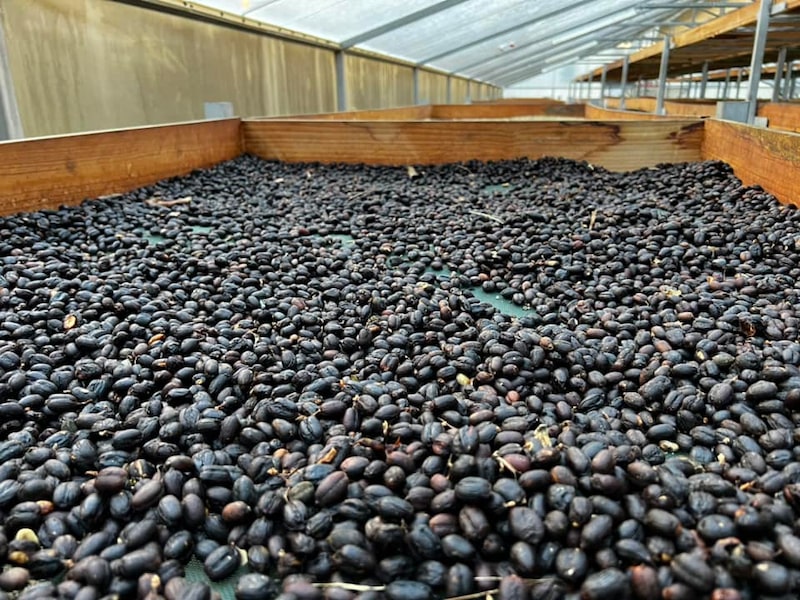 Secado de café al occidente de Honduras. Secado de café al occidente de Honduras.