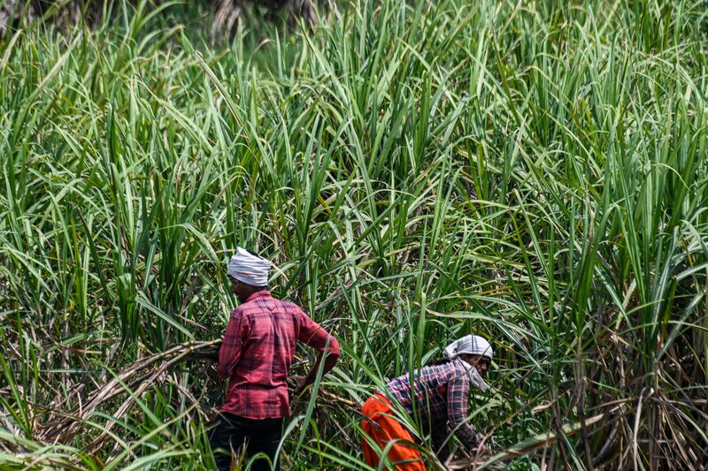 Índia é o segundo maior produtor de açúcar Índia é o segundo maior produtor de açúcar