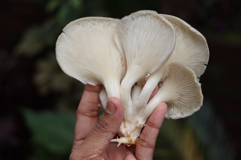 En Colombia hay un registro de 7.300 especies de hongos y de estas solo se han estudiado 300, por lo que el potencial es enorme en este país megadiverso. En Colombia hay un registro de 7.300 especies de hongos y de estas solo se han estudiado 300, por lo que el potencial es enorme en este país megadiverso.