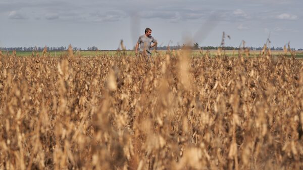 Exportaciones del agro: nuevo recorte para campaña actual y optimismo para el 2024 Exportaciones del agro: nuevo recorte para campaña actual y optimismo para el 2024