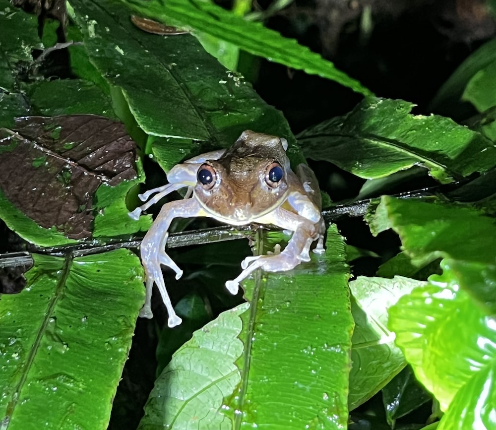 Mashpi Lodge, Chocó Andino, Quito-Ecuador Mashpi Lodge, Chocó Andino, Quito-Ecuador
