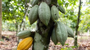 Moagem de cacau na Europa recua após choque de preços e queda da demanda Moagem de cacau na Europa recua após choque de preços e queda da demanda