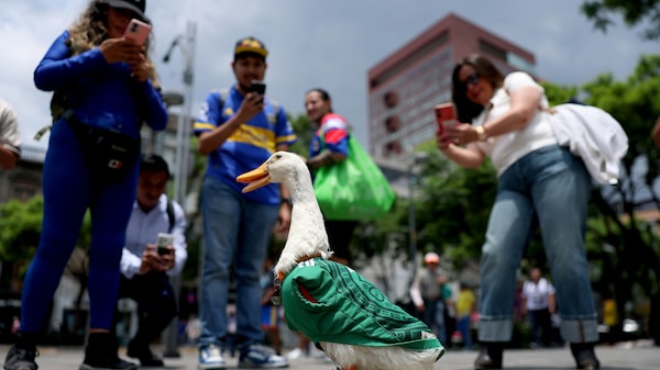 Sheinbaum invita al pato Merlín a Palacio Nacional en plena fiebre futbolística Sheinbaum invita al pato Merlín a Palacio Nacional en plena fiebre futbolística