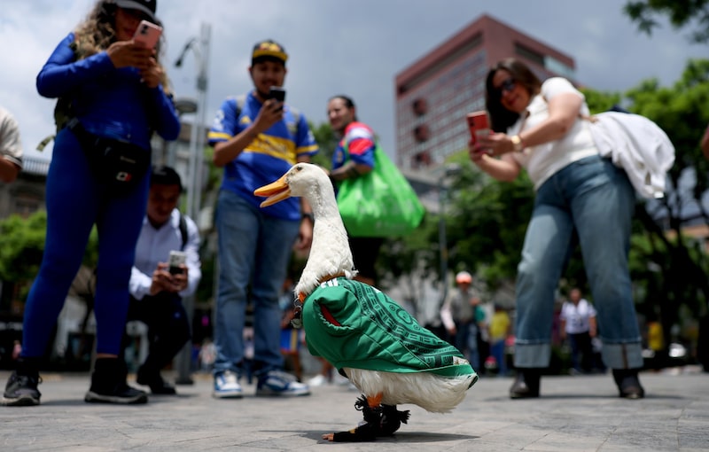 Pato Merlín en calles del Centro Histórico en Ciudad de México. Pato Merlín en calles del Centro Histórico en Ciudad de México.