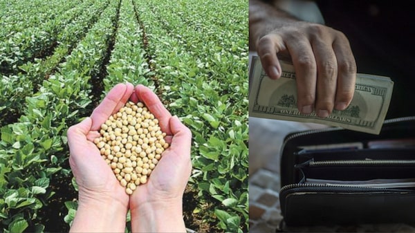 ¿Dólar barato en Uruguay? Para el campo hay un atraso cambiario del 25% ¿Dólar barato en Uruguay? Para el campo hay un atraso cambiario del 25%