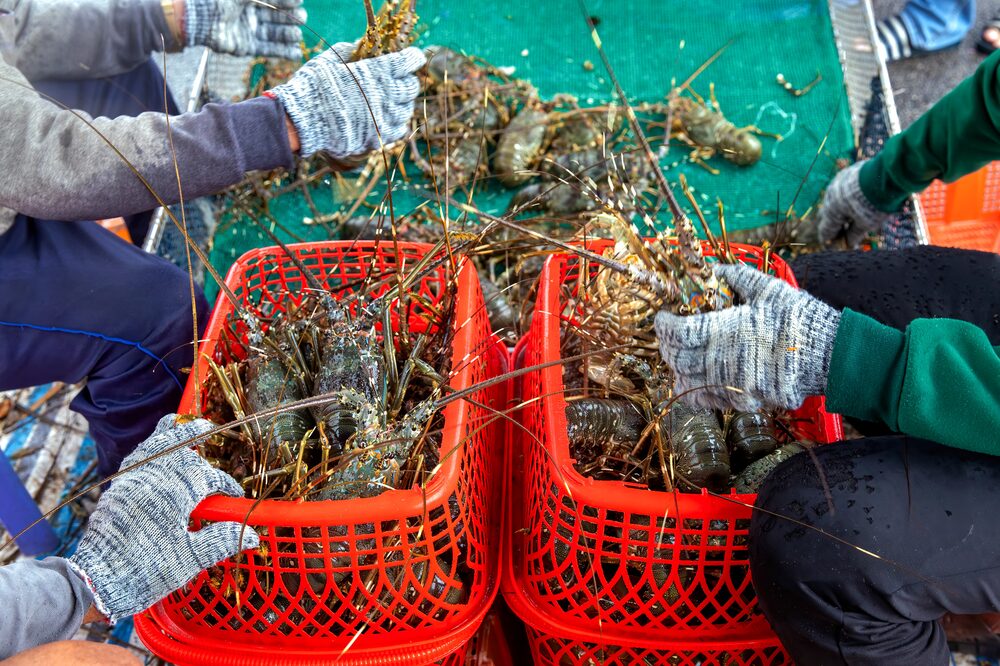 Lobster Farming in Song Cau Lobster Farming in Song Cau