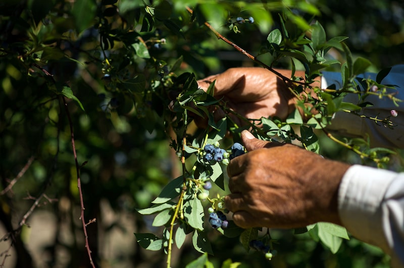 Cosecha de arándanos Cosecha de arándanos