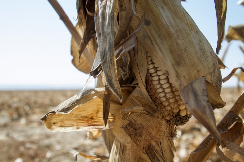 En la imagen, un cultivo de maíz. En la imagen, un cultivo de maíz.