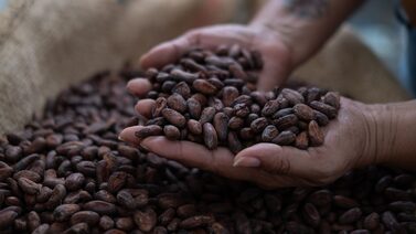 Precios del cacao se hunden un 13%: coberturas de exportadores compensan compras de índices Precios del cacao se hunden un 13%: coberturas de exportadores compensan compras de índices