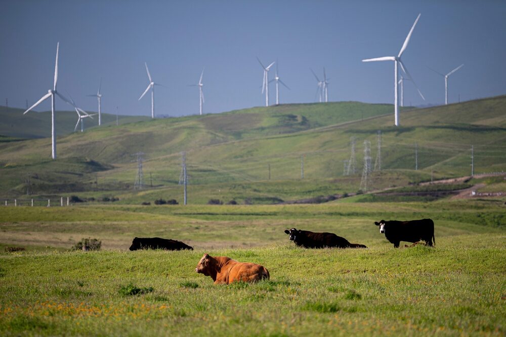 Las vacas pastan cerca del parque eólico de Altamont Pass, cerca de Tracy, California. Instalar más energía renovable y reducir el impacto del calentamiento debido a la agricultura animal son solo dos formas de reducir los riesgos del cambio climático. Fotógrafo: David Paul Morris/Bloomberg Las vacas pastan cerca del parque eólico de Altamont Pass, cerca de Tracy, California. Instalar más energía renovable y reducir el impacto del calentamiento debido a la agricultura animal son solo dos formas de reducir los riesgos del cambio climático. Fotógrafo: David Paul Morris/Bloomberg
