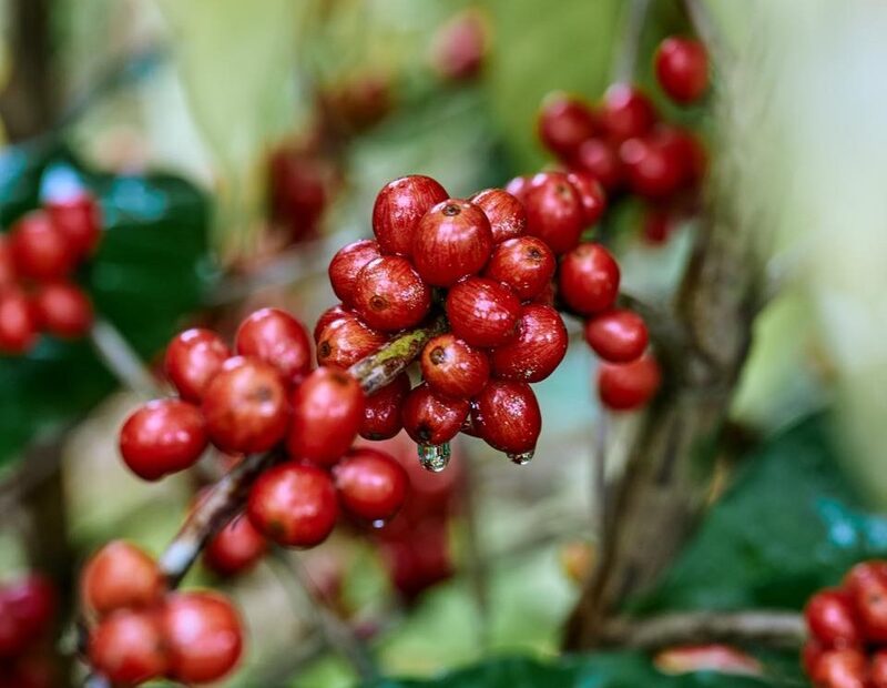 La floración de café robusta, en Finca Santa Fe, en Nicaragua, el 3 de abril de 2025. La floración de café robusta, en Finca Santa Fe, en Nicaragua, el 3 de abril de 2025.