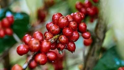 ¿Y si el futuro del café en Centroamérica ya no estuviera en las alturas? ¿Y si el futuro del café en Centroamérica ya no estuviera en las alturas?