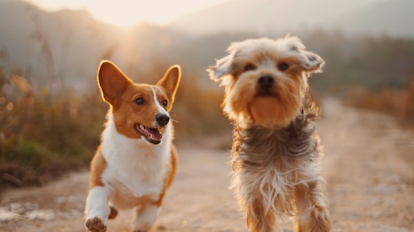 Los ultrarricos pagan hasta US$800 al día por niñeras para sus perros Los ultrarricos pagan hasta US$800 al día por niñeras para sus perros