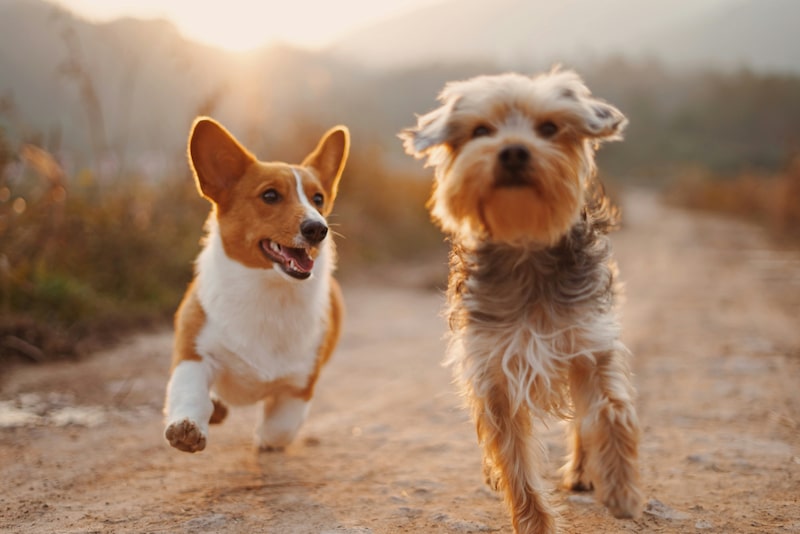 perros perros