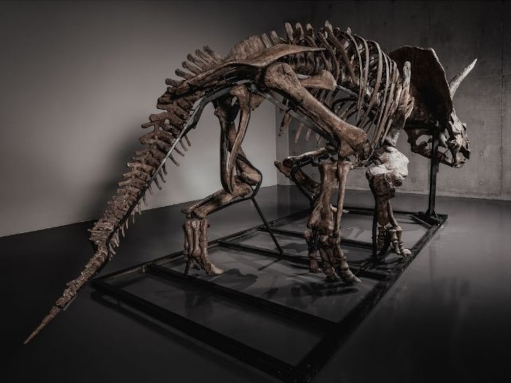 Trey, triceratops en subasta Trey, triceratops en subasta