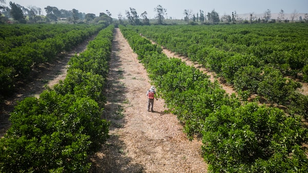 El Niño regresa y amenaza con sequías, inundaciones y pérdidas agrícolas en todo el mundo El Niño regresa y amenaza con sequías, inundaciones y pérdidas agrícolas en todo el mundo