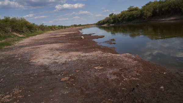 Cosecha de soja en Argentina sería la más pequeña desde el 2001 Cosecha de soja en Argentina sería la más pequeña desde el 2001