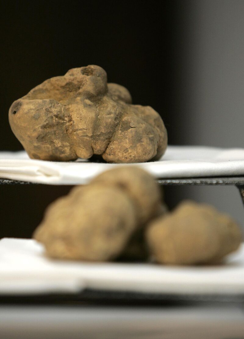 trufa blanca trufa blanca