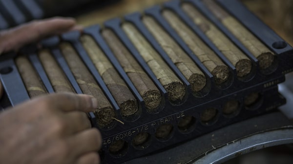Tabaco desplaza al oro como principal producto exportado en Dominicana en mayo Tabaco desplaza al oro como principal producto exportado en Dominicana en mayo