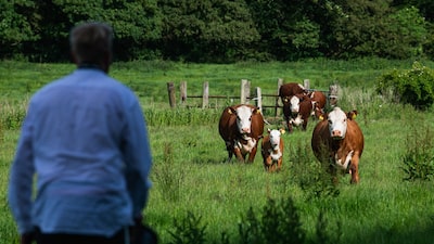 Gado sustentável? Dinamarca cria plano para taxar emissões da pecuária Gado sustentável? Dinamarca cria plano para taxar emissões da pecuária