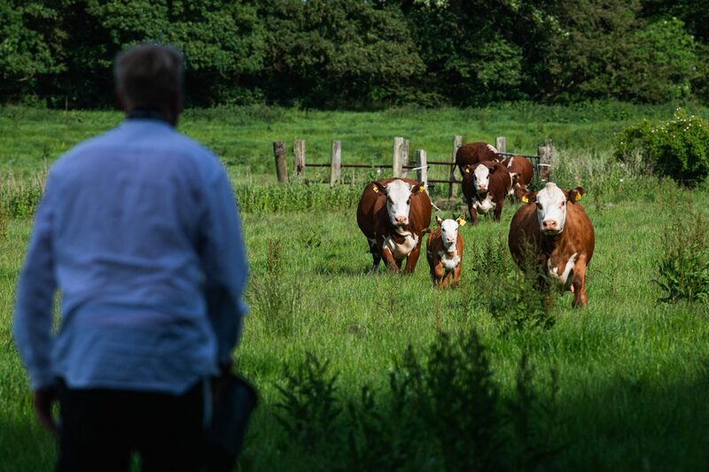 País é um grande exportador de carne suína e laticínios, e pretende penalizar os agricultores por cada tonelada de dióxido de carbono equivalente emitida pela criação de vacas e porcos a partir de 2030. País é um grande exportador de carne suína e laticínios, e pretende penalizar os agricultores por cada tonelada de dióxido de carbono equivalente emitida pela criação de vacas e porcos a partir de 2030.