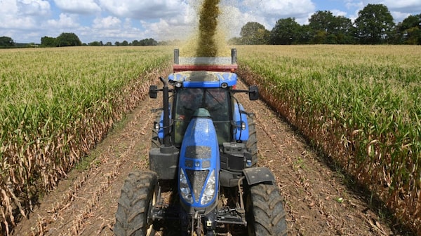 Menor cosecha de maíz en Francia en más de 30 años revela enorme impacto de sequía Menor cosecha de maíz en Francia en más de 30 años revela enorme impacto de sequía