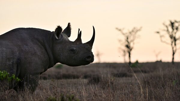 Banco Mundial vende bonos rinoceronte en primera emisión de este tipo Banco Mundial vende bonos rinoceronte en primera emisión de este tipo