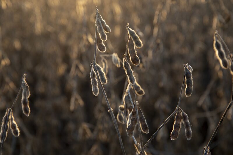 La soja transgénica es uno de los principales productos producidos por la empresa argentina. La soja transgénica es uno de los principales productos producidos por la empresa argentina.
