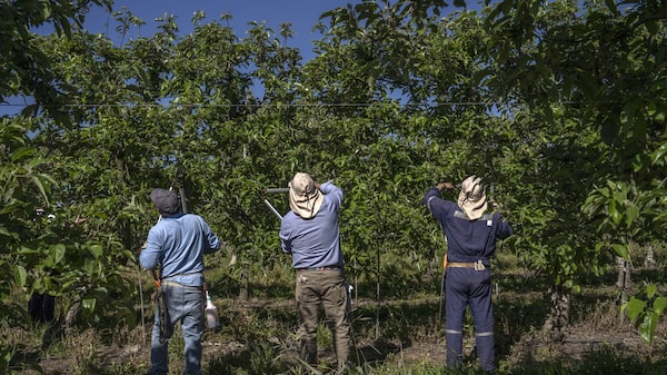 Migrantes indocumentados en Chile temen despidos por las nuevas medidas de Kast Migrantes indocumentados en Chile temen despidos por las nuevas medidas de Kast