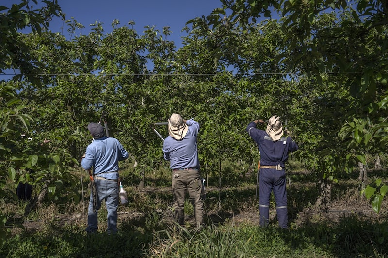 Trabajadores en campos agrícolas en San Carlos, Chile. Foto: Tamara Merino Trabajadores en campos agrícolas en San Carlos, Chile. Foto: Tamara Merino