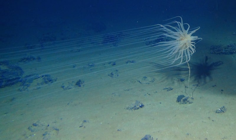 A new species from a new order of Cnidaria lives on sponge stalks attached to nodules in the Clarion-Clipperton Zone of the Pacific Ocean. A new species from a new order of Cnidaria lives on sponge stalks attached to nodules in the Clarion-Clipperton Zone of the Pacific Ocean.