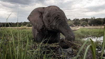 Hábitos alimentares de elefantes podem ajudar a combater a mudança climática Hábitos alimentares de elefantes podem ajudar a combater a mudança climática