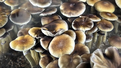 Hongos psicodélicos vencen a los parches de nicotina en estudio para ayudar a fumadores Hongos psicodélicos vencen a los parches de nicotina en estudio para ayudar a fumadores