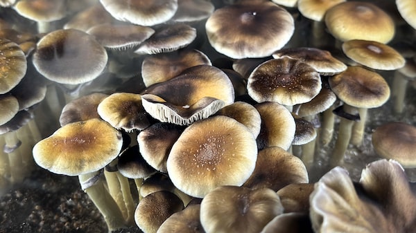 Hongos psicodélicos vencen a los parches de nicotina en estudio para ayudar a fumadores Hongos psicodélicos vencen a los parches de nicotina en estudio para ayudar a fumadores