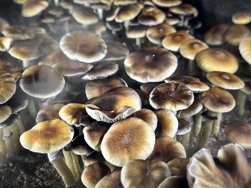 Hongos. Foto: John Moore/Getty Images Hongos. Foto: John Moore/Getty Images