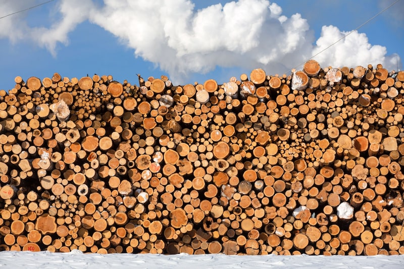 Aumento de produtividade em florestas plantadas é um dos objetivos do novo braço da Suzano Aumento de produtividade em florestas plantadas é um dos objetivos do novo braço da Suzano