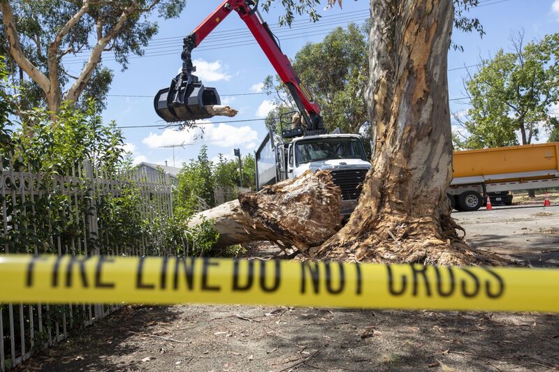 Unos trabajadores retiran un árbol caído tras la tormenta tropical Hilary en Los Ángeles, California, EE.UU., el lunes 21 de agosto de 2023. Unos trabajadores retiran un árbol caído tras la tormenta tropical Hilary en Los Ángeles, California, EE.UU., el lunes 21 de agosto de 2023.