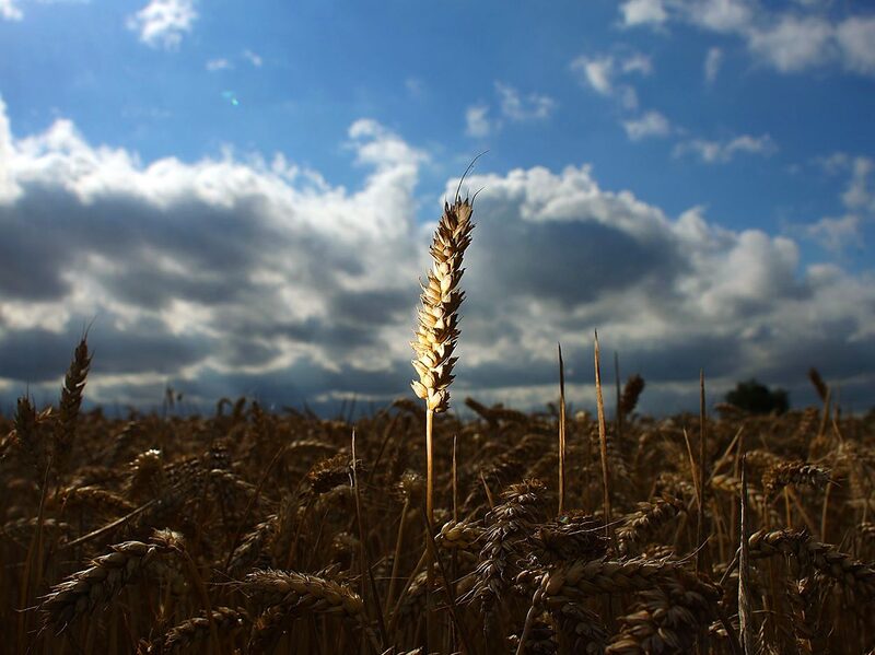 Ripe wheat waits to be harvested. Ripe wheat waits to be harvested.