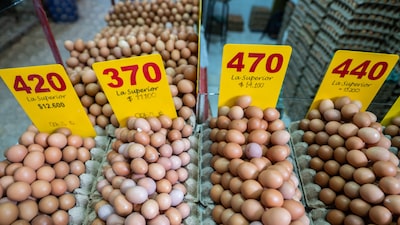 Gripe aviária: FAO teme aumento dos preços do frango e de ovos na América Latina Gripe aviária: FAO teme aumento dos preços do frango e de ovos na América Latina