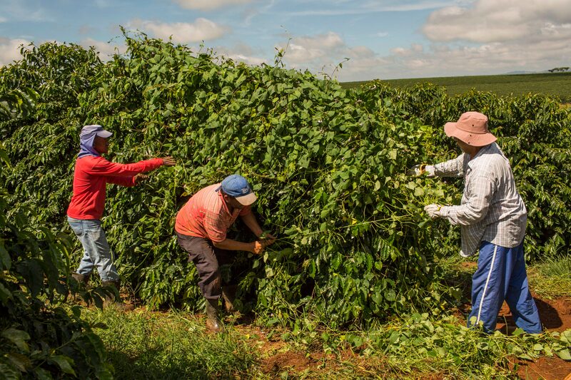 El contrato más activo cayó hasta un 5,3%, la mayor caída intradía en más de un mes. Fotógrafo: Rodrigo Capote/Bloomberg El contrato más activo cayó hasta un 5,3%, la mayor caída intradía en más de un mes. Fotógrafo: Rodrigo Capote/Bloomberg