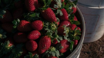 FDA investiga casos de hepatitis A posiblemente vinculados a fresas de la mexicana Freshkampo y HEB FDA investiga casos de hepatitis A posiblemente vinculados a fresas de la mexicana Freshkampo y HEB