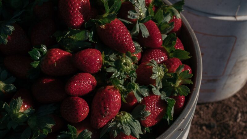 FDA investiga casos de hepatitis A posiblemente vinculados a fresas de la mexicana Freshkampo y HEB FDA investiga casos de hepatitis A posiblemente vinculados a fresas de la mexicana Freshkampo y HEB