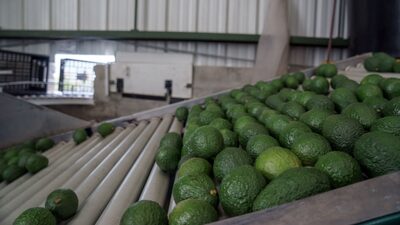 La palta peruana sigue brillando a nivel global: Así crecería la última campaña La palta peruana sigue brillando a nivel global: Así crecería la última campaña