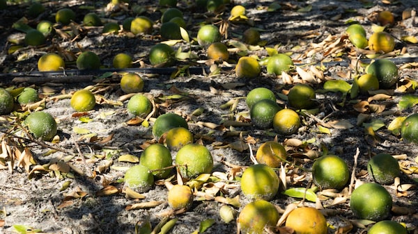 Futuros del jugo de naranja congelado se mantienen en máximos históricos Futuros del jugo de naranja congelado se mantienen en máximos históricos