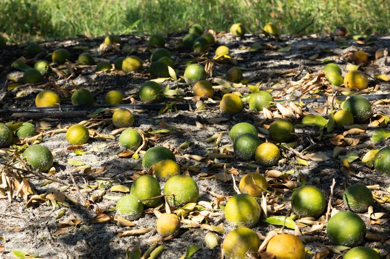 Desde su máximo histórico, los futuros del jugo de naranja congelado acumulan una contracción de 10,67%. Desde su máximo histórico, los futuros del jugo de naranja congelado acumulan una contracción de 10,67%.