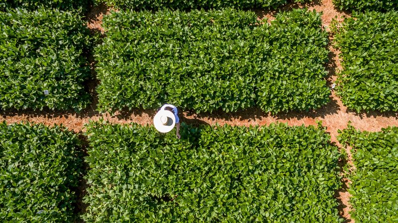 BASF Brasil BASF Brasil