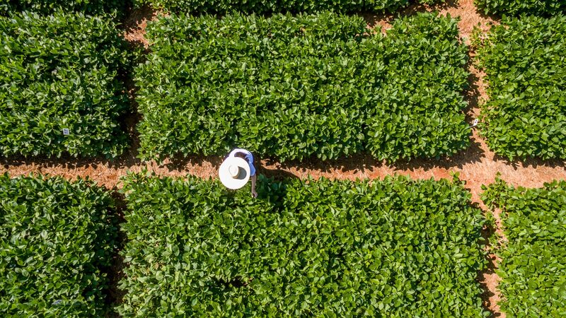 Na BASF, estratégia para retomada do agro passa por avanço em biotecnologia Na BASF, estratégia para retomada do agro passa por avanço em biotecnologia