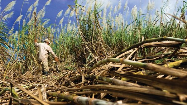 EE.UU. prohíbe entrada azúcar producida en Dominicana por trabajo forzoso EE.UU. prohíbe entrada azúcar producida en Dominicana por trabajo forzoso